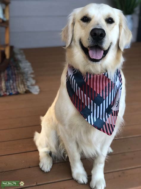 Handsome English Cream Golden Retriever Stud Dog In Texas United