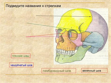 Швы черепа — презентация