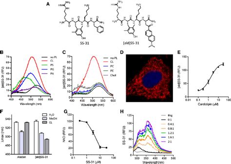 Ss 31 Interacts Selectively With Cl A Chemical Structures Of Ss 31