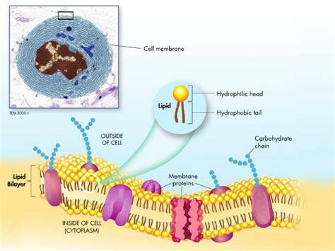 Cell Membrane Hydrophilic