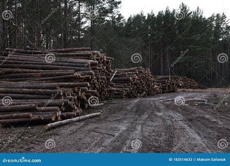 Stack Of Cut Pine Tree Logs In A Forest Wood Logs Timber Logging Industrial Destruction