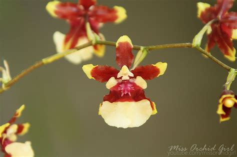 Oncidium Sharry Baby Orchid Nature Oncidium Orchids Baby Orchid