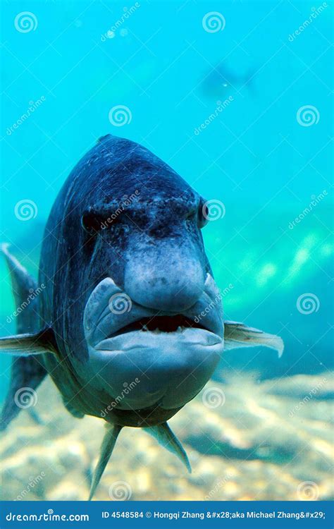 Fish Looks Like Human Face Stock Photo Image Of Spotted 4548584