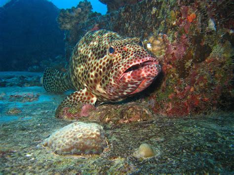 Greasy Rockcod Stella Maru Wreck Péreybère Mauritius 20 Flickr