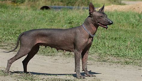 Xoloitzcuintle Origen Características Alimentación Y Más