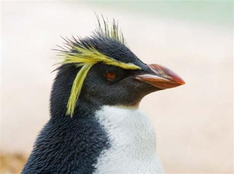 Photos Of Flightless Birds All 18 Penguin Species Page 2 Live Science