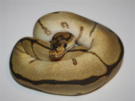 Clown Spider - Morph List - World of Ball Pythons