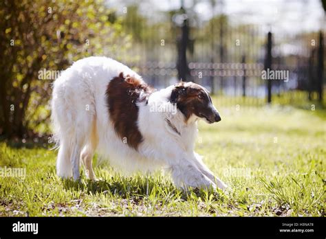 Borzoi Fluffy High Resolution Stock Photography And Images Alamy