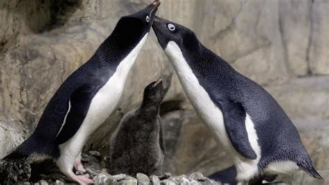 La Pareja De Pingüinos Gay Que Secuestraron A Una Cría Abandonada Por Sus Padres Bbc News Mundo