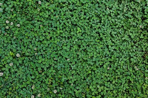 What Is A Shamrock Really And Why Is It Associated With St Patrick S