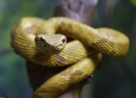 Jararaca Ilhoa Cobra Rara E Venenosa Tudo Sobre Cobras