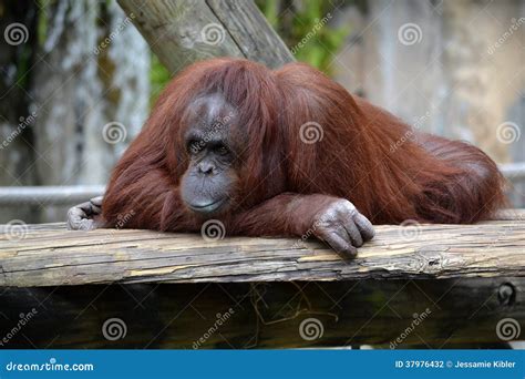 Orangutan Stock Photo Image Of Majestic Park Florida 37976432