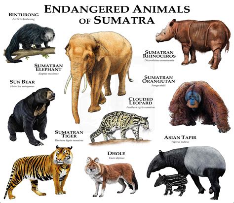 Endangered Animals of Sumatra Poster Print - inkart