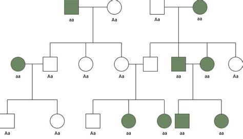 Autosomal Recessive Inheritance Pedigree