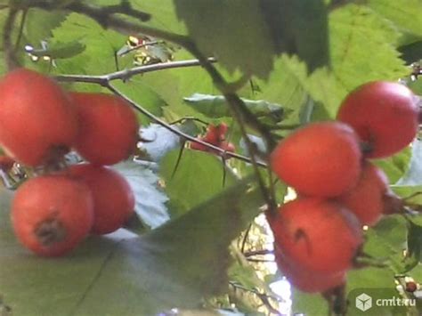 Продам саженцы крупного хорошего боярышника — Воронеж — Доска ...