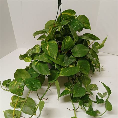 Golden Pothos Hanging Basket 10