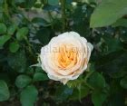 Английские - Саженцы роз, ягодных, фруктовых и декоративных культур ...