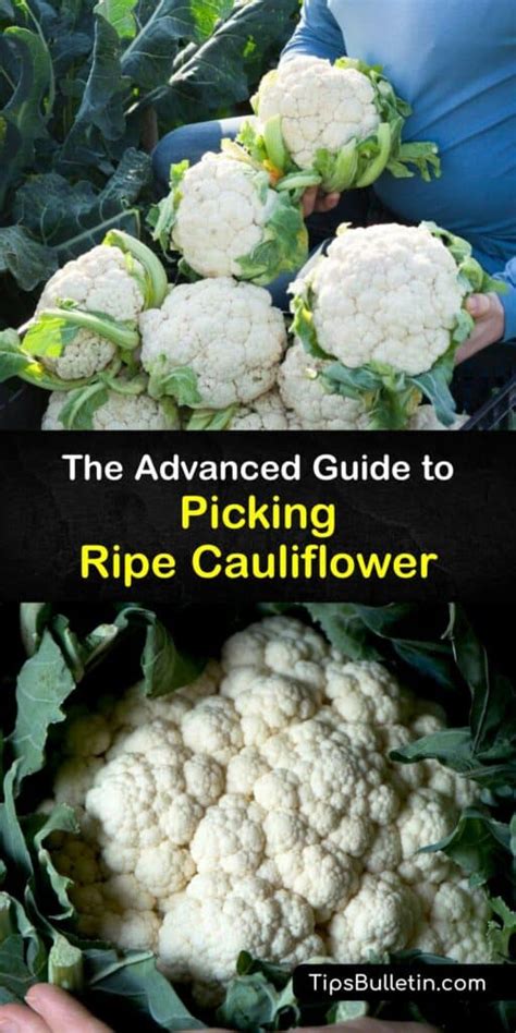 Cauliflower Harvest Time - How and When to Pick Cauliflower