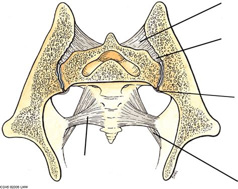 Diagram Of Coronal Section Of Sacroiliac Joint Quizlet