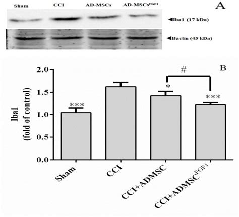 Fibroblast Growth Factor Gene Transfected Adipose Derived Mesenchymal