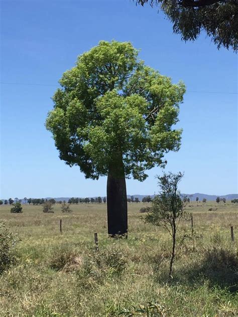 Plantfiles Pictures Brachychiton Species Australian Bottle Tree