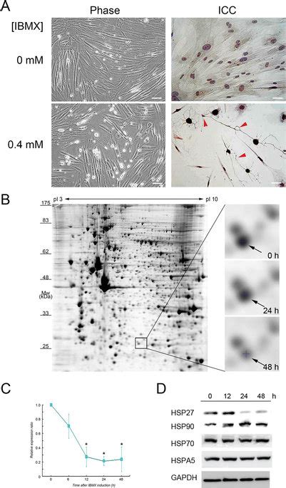 Cell Model And Expression Profiles Of Hsp27 In Neurons Differentiated Download Scientific