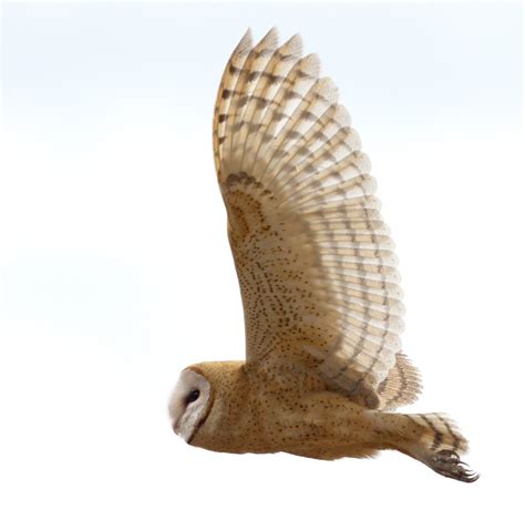 Barn Owl | San Diego Bird Spot