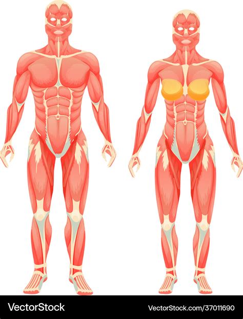 Trinx Male Female Musculoskeletal System Human Anatomy