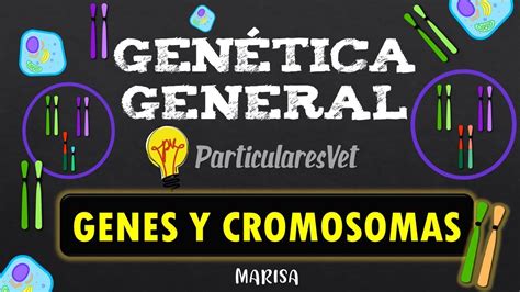 Genes Y Cromosomas Nombres De Los Genes Según Los Cromosomas Donde Se