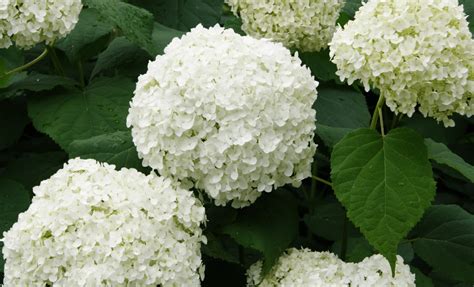 15 Low Maintenance Shrubs To Plant In The Fall