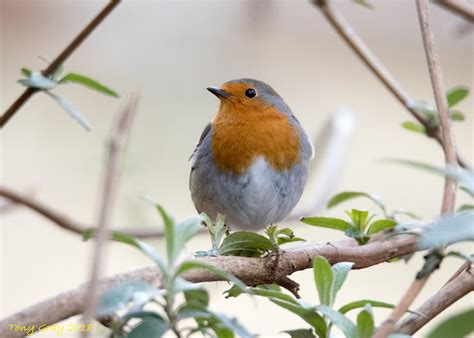 Robin Rspb Minsmere Tony Cc Gray Flickr