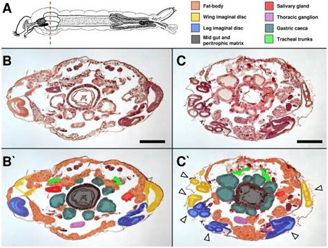 Bright Field Microscopy A Larva Scheme With Histological Section Download Scientific Diagram