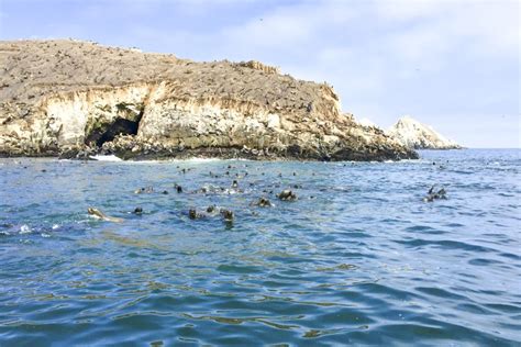 Palomino Islands Swim With Sea Lions In The Pacific Ocean Getyourguide