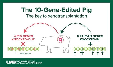 Scientists Successfully Transplant Two Kidneys From A Genetically