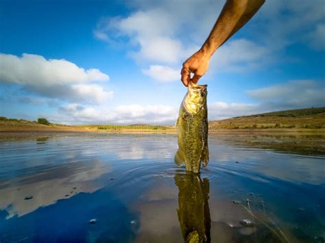 Bass Fishing on lake stock photo. Image of pond, holding - 174769990