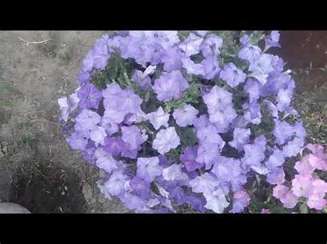 Это шедевр, а не петуния.( Изи Вэй лаванда Скай Блю) - YouTube
