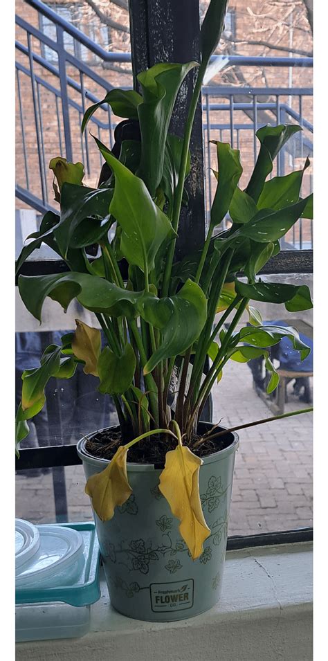 Plant Turning Yellow No Clue Why Help Please R Plantclinic