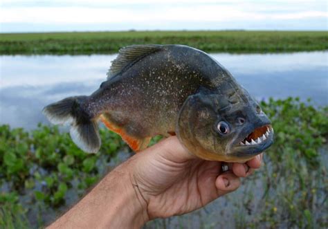 Ataque De Palometas En El Paran Son Pira As Weekend