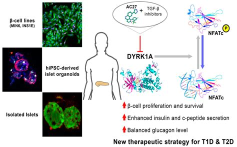 Cells | Free Full-Text | DYRK1A Kinase Inhibitors Promote β-Cell ... 