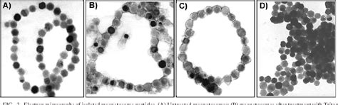 Magnetosomes | Semantic Scholar