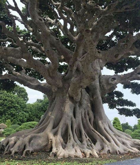 A Very Large Tree With Many Branches Growing Out Of It