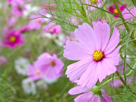 秋桜（コスモス） 季節の花 淀 フリー写真素材