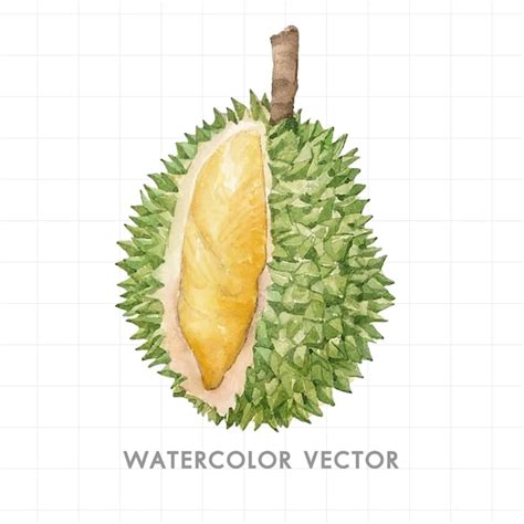 Fruta Pintada En Acuarela Vector Premium