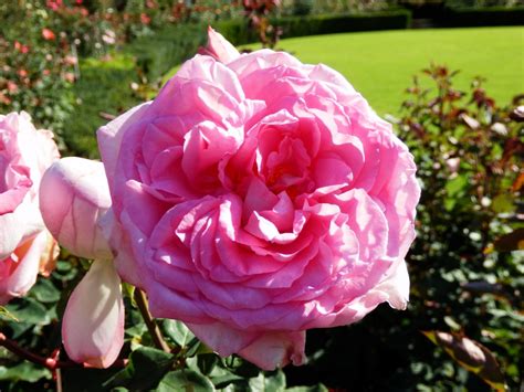картинки : цветок, Роза, Rosa Centifolia, Розовый, Садовые розы ...