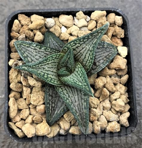 SHPR10387 Haworthia Kintaikyo Кактус онлайн