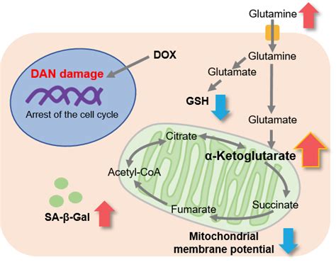 A Ketoglutarate