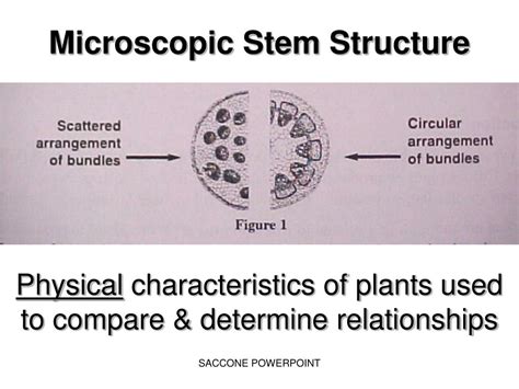 PPT NYS LAB Relationships And Biodiversity PowerPoint Presentation