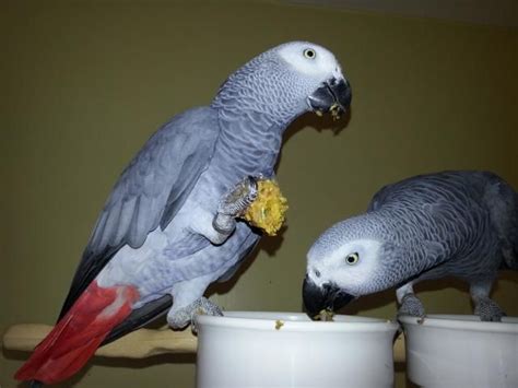 Male And Female Pair African Grey Parrots A Pair Of Talking African