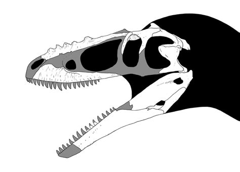 Alioramus skull steveoc - 分支龍屬 - 維基百科，自由的百科全書 | Prehistoric animals ...