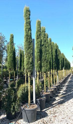 Cupressus Sempervirens Totem Italian Cypress Totem For Sale